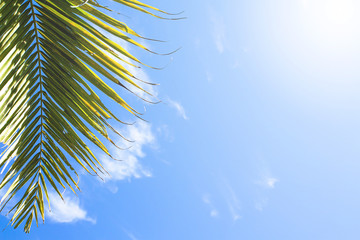 Fototapeta na wymiar Blue sky with cloud with coconut leaves at Phuket Thailand.