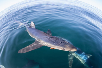 A Blue shark, Prionace glauca, swims just under the surface of the Atlantic Ocean off the coast of...