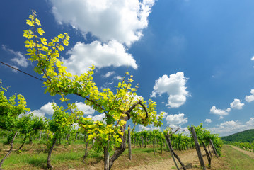 Fototapeta na wymiar Viticulture: Old vineyard field with beautiful clouds and blue sky in summer. Cloud, background. Beautiful vineyard, Pannonhalma Wine Region in Hungary