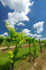 Fototapeta na wymiar Old vineyard field with beautiful clouds and blue sky in summer. Cloud, background. Beautiful vineyard, Pannonhalma Wine Region in Hungary