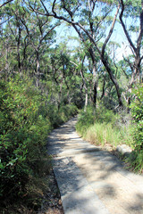 Fototapeta na wymiar Pathway Going Down Hill in Australian Coastal Bushland