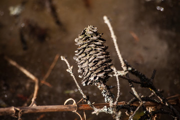Pine cone. Dried plant Coniferous plants pride. Fire hazard dry spruce.