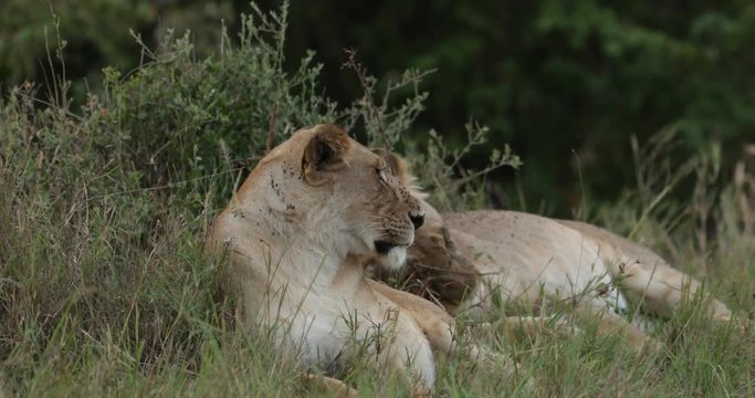 Lions relaxing in the long grass in the Maasai Mara Masai Mara in Kenya, East Africa. 
