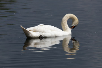Reflected Swan 2