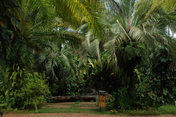 palm trees in park