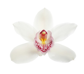 Beautiful tropical orchid flower on white background