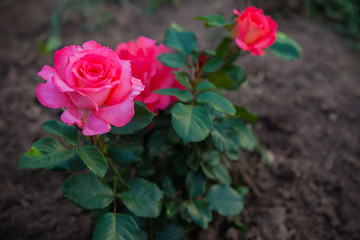 red roses in the garden