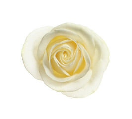 Beautiful blooming rose on white background, top view