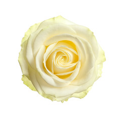 Beautiful blooming rose on white background, top view