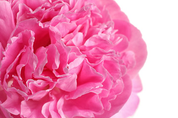 Beautiful fresh peony flower on white background, closeup