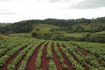 Fototapeta na wymiar Bean plantation agriculture