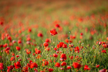 A poppy field in summer with a shallow depth of field