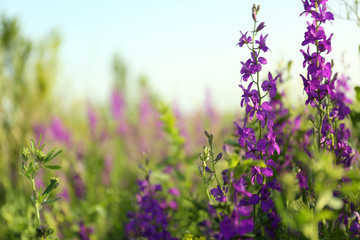 Obraz premium Beautiful wild flowers outdoors on sunny day. Amazing nature in summer
