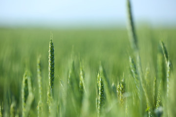 Wheat field on sunny day. Amazing nature in  summer