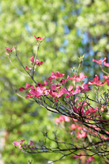 Pink Dogwood Flowers