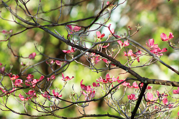 Pink Dogwood Flowers