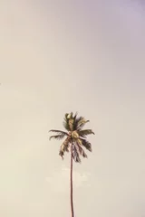 Poster de jardin Blanche Un cocotier exotique tropical solitaire contre un grand ciel bleu. Fond neutre avec des couleurs rétro vives jaunes et violettes. Concept d& 39 été et de voyage à Phuket, Thaïlande.