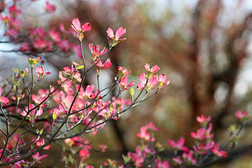 Pink Dogwood Flowers