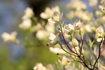 White Dogwood Flowers