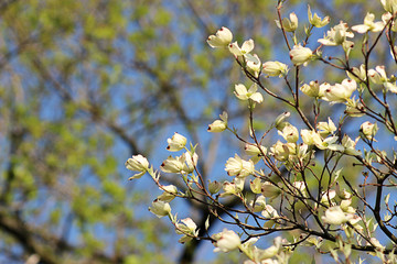 White Dogwood Flowers