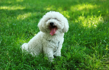 Cute fluffy Bichon Frise dog on green grass in park