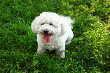 Cute fluffy Bichon Frise dog on green grass in park