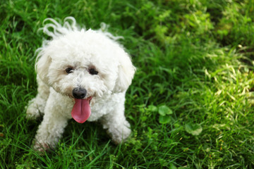 Cute fluffy Bichon Frise dog on green grass in park. Space for text