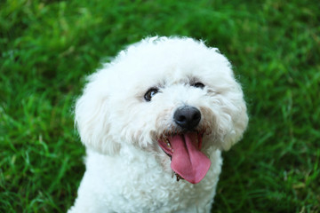 Cute fluffy Bichon Frise dog on green grass in park
