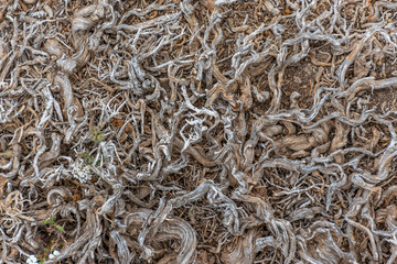 The intertwined roots of plants perish on arid soil.