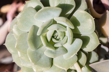 Cactus and Succulent Echeveria Crassulaceae Echeveria sp. A succulent flower shaped like a rose. Green mexican plant close-up.