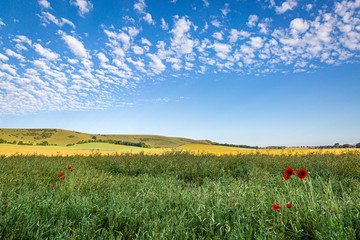 Fields in Sussex on a sunny summers day, with poppy flowers in the foreground