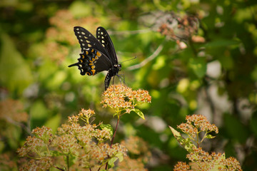Black Butterfly on Bush