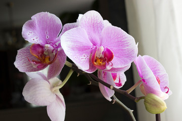 Pink Indoor Orchids