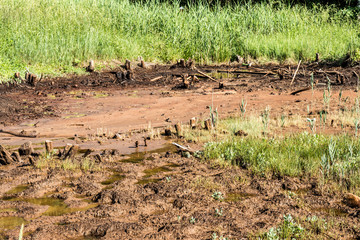 Swamp in the summertime forest. Scary natural forest landscape. Snags and stumps reflections in the rough water surface.