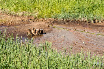 Swamp in the summertime forest. Scary natural forest landscape. Snags and stumps reflections in the rough water surface.