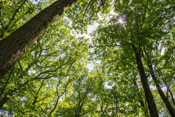 Forest Trees