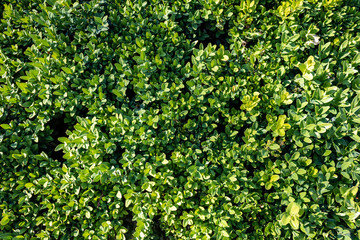 Fototapeta na wymiar background of green leaves hedge, full frame and close up