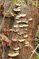 Lichen on Trees