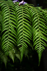 Frond Close Up