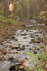Forest Stream