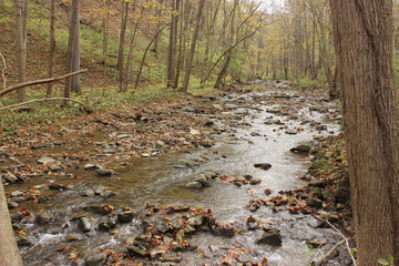 Fototapeta premium Forest Stream