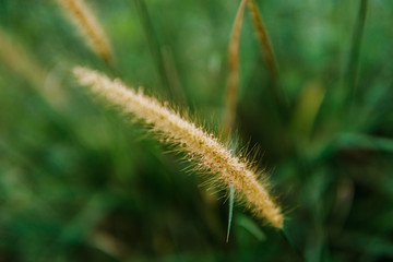 the yellow reeds in the afternoon blends beautifully with the greenery