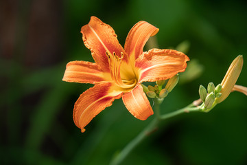 vibrant orange flower blooms on a sunny day