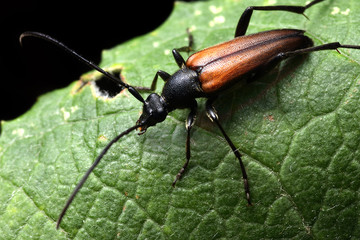 Pseudovadonia livida on leaf