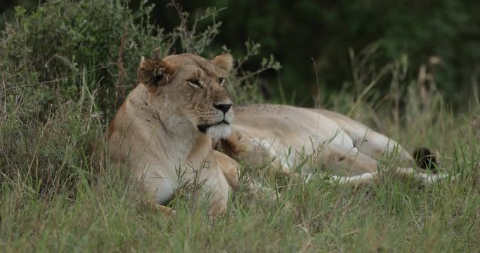 Lions relaxing in the long grass in the Maasai Mara Masai Mara in Kenya, East Africa. 