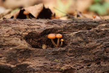Mushrooms on Logs