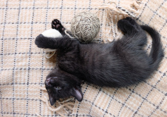 Black kitten playing with balls of thread on a checkered bedspread, horizontal photo, top view.