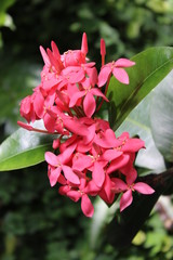 Pink Hibiscus flower