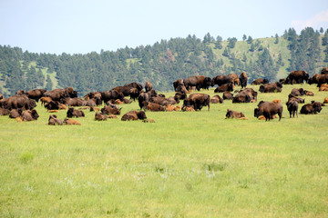 herd of buffaloes grazing on geen meadow