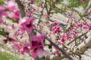 Beautiful pink peach flowers petals and trees blooming on a spring sunny day